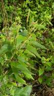 Image de Acalypha phleoides Cav.