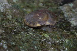 Plancia ëd Plectotropis elegantissima (L. Pfeiffer 1849)