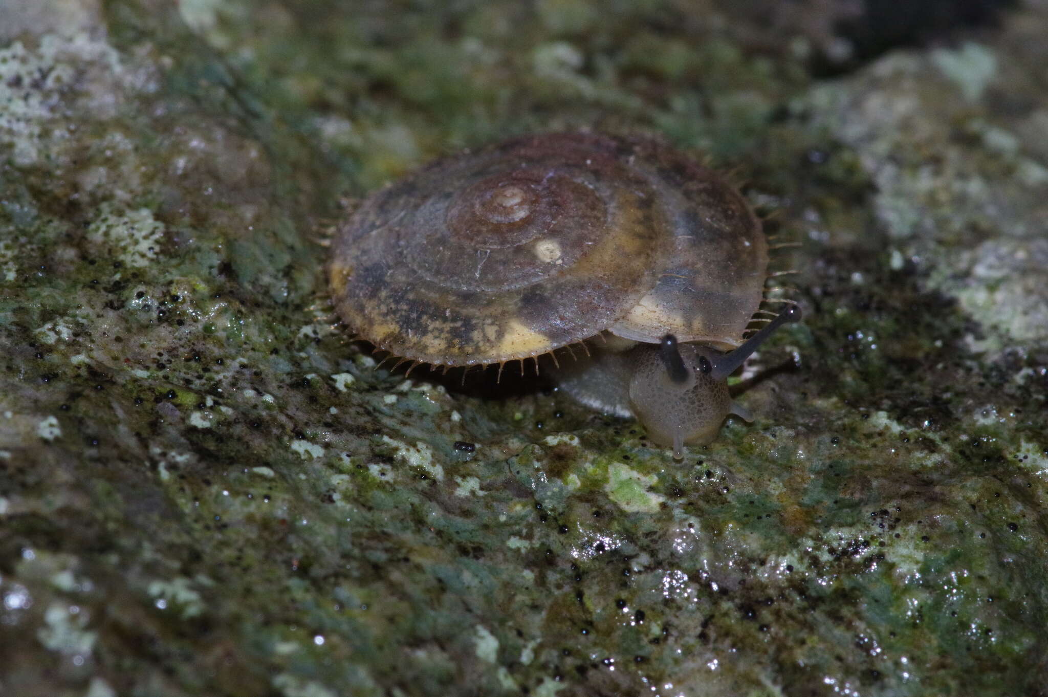 Image of Plectotropis elegantissima (L. Pfeiffer 1849)