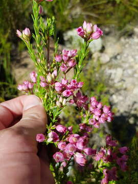 Image of Erica taxifolia