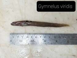 Image of Gymnelus