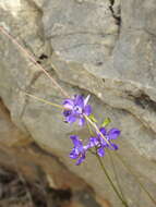 Image of Delphinium pentagynum Lam.