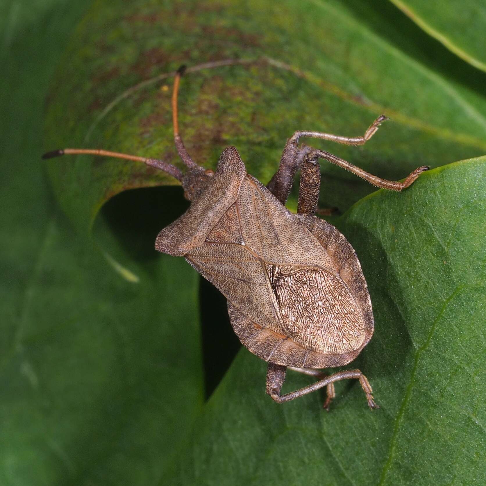 Image of Coreus