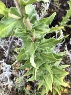 Image of stinking strawflower