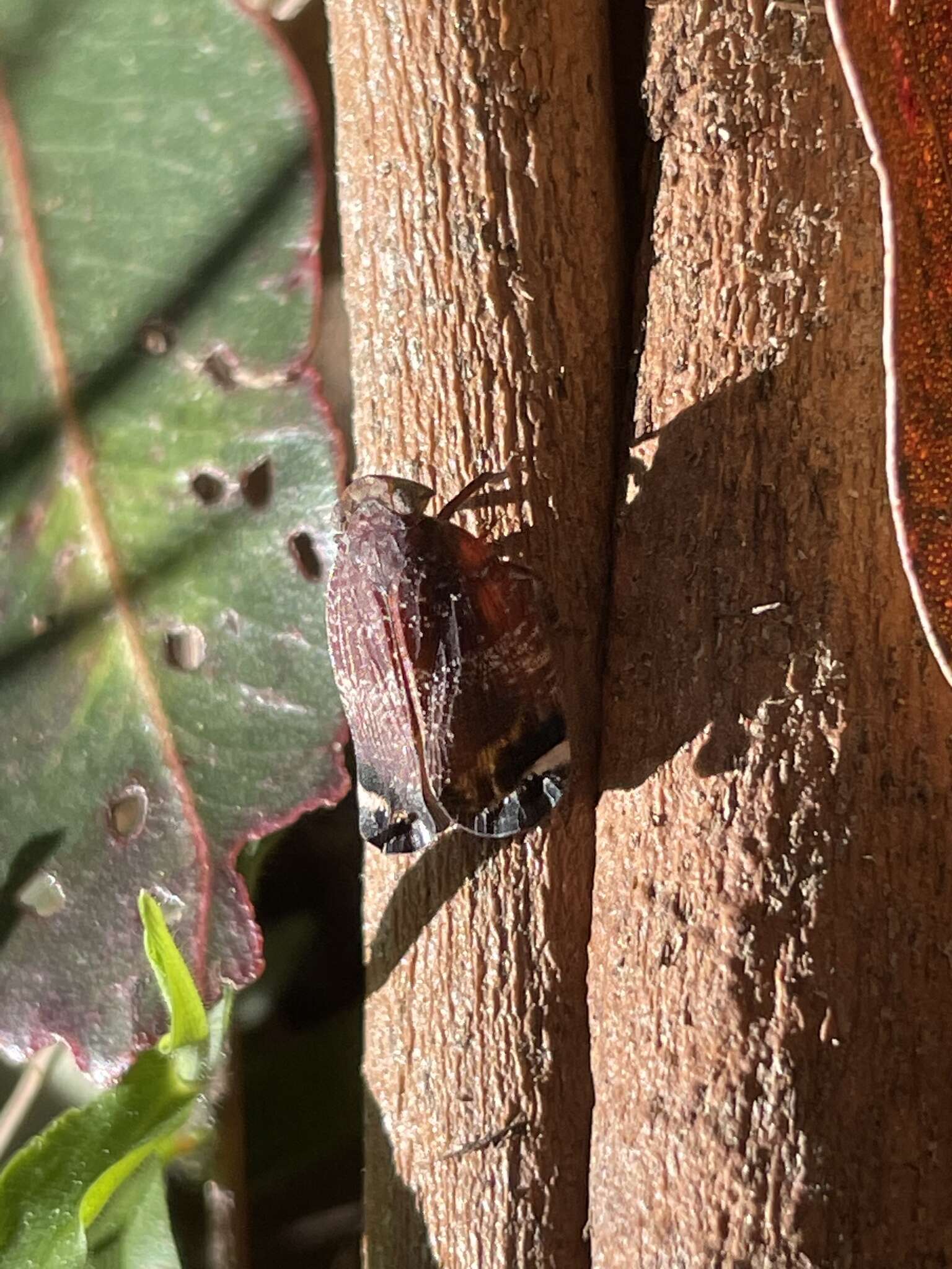 Image of Platybrachys vidua Stål 1863