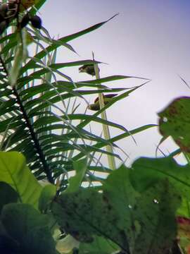 Image of Hispaniolan Conure