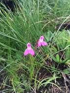 صورة Disa oreophila subsp. erecta H. P. Linder