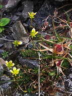 Слика од Saxifraga serpyllifolia Pursh