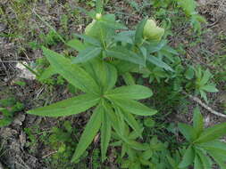 Image of Green Hellebore