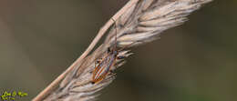 Image of Pachygrontha antennata (Uhler & P. R. 1860)