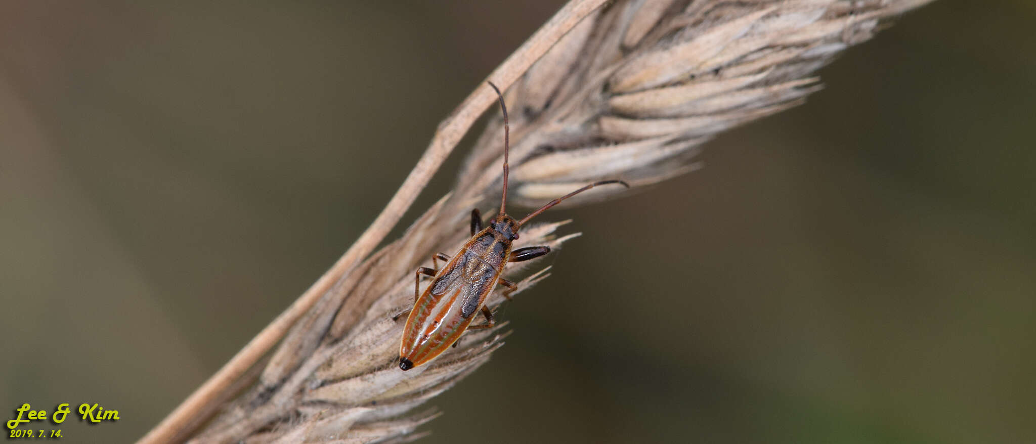 Image of Pachygrontha antennata (Uhler & P. R. 1860)