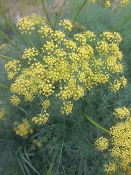 Image of Lomatium klickitatense