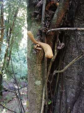 Imagem de Austrobasidium pehueldeni Palfner 2006