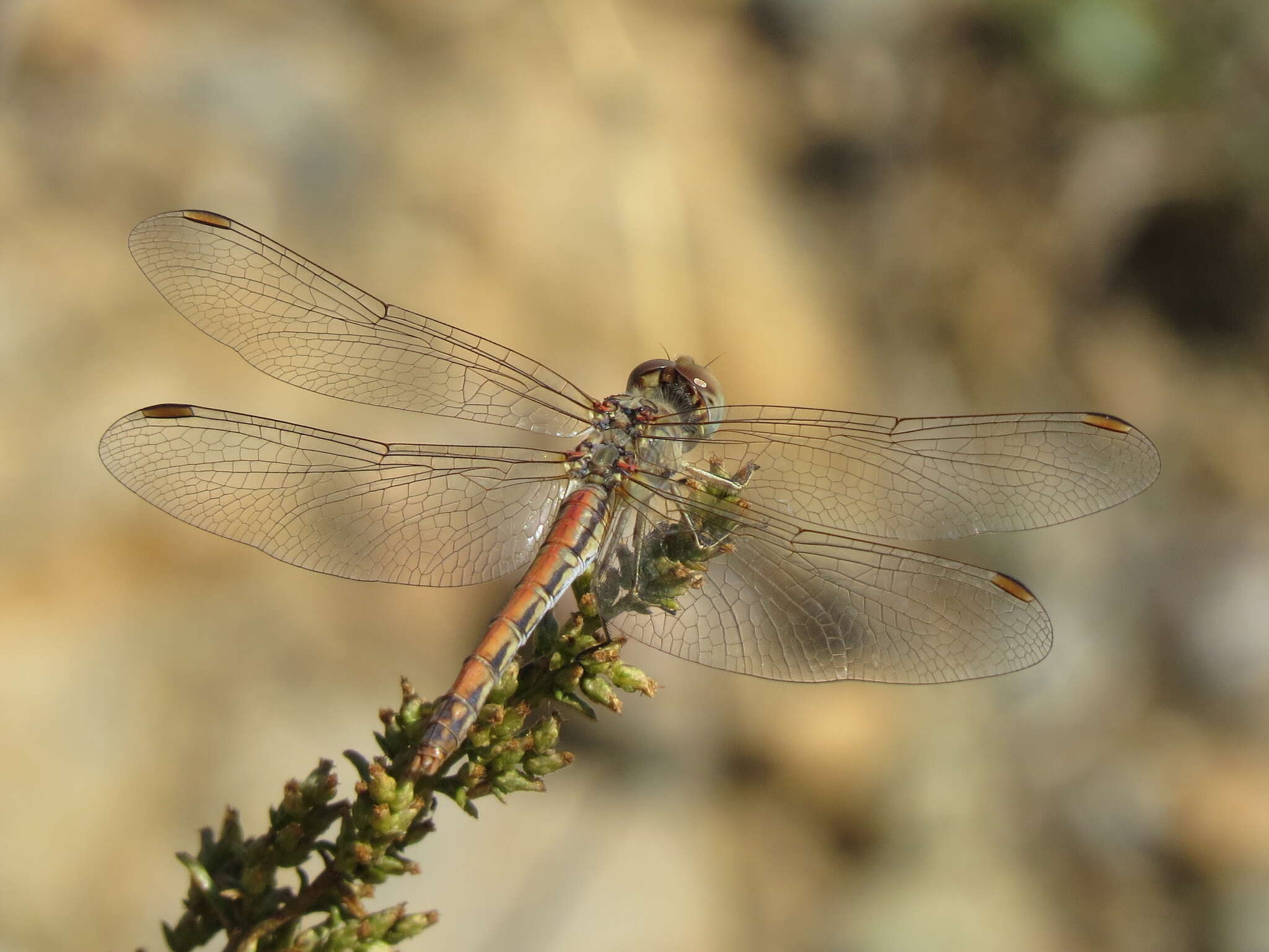 Image of Desert Darter