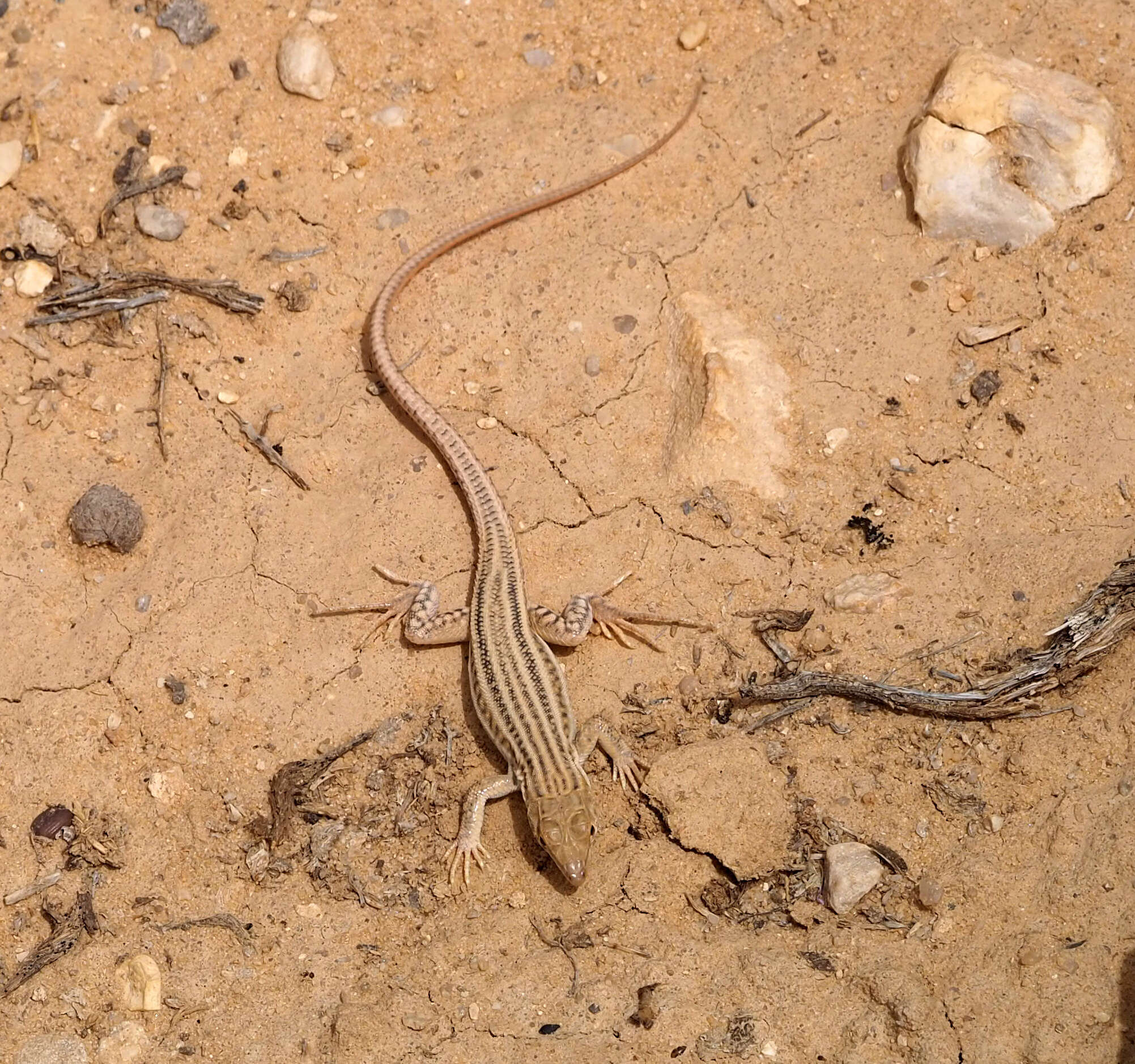 Image of Bosk’s fringe-toed lizard