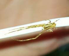 Слика од Sidymella longipes (L. Koch 1874)