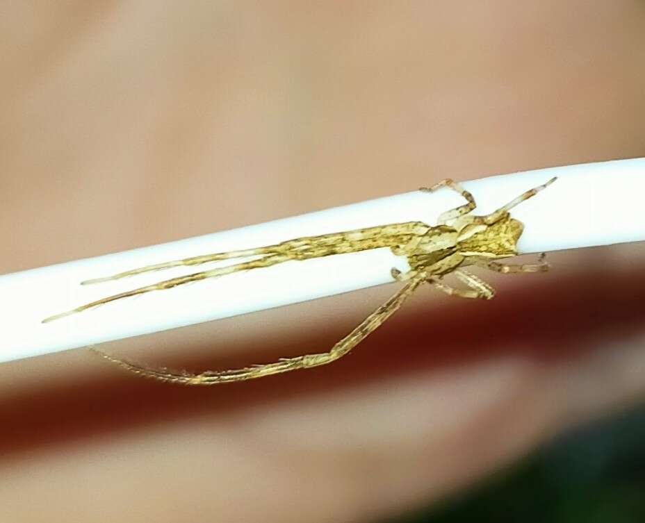 Слика од Sidymella longipes (L. Koch 1874)