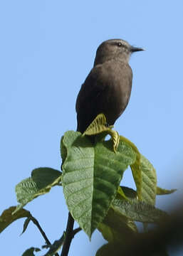 Image of Smoky Bush Tyrant