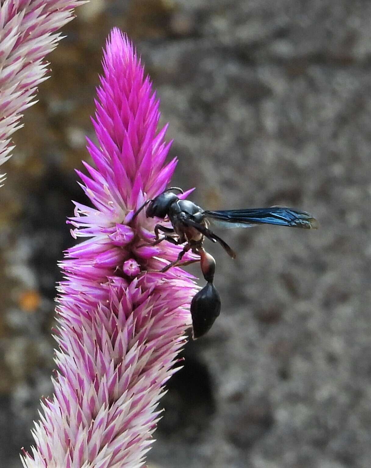 Zethus mexicanus (Linnaeus 1767)的圖片