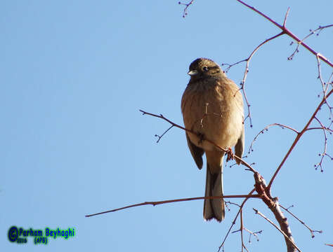 Image of European Rock Bunting