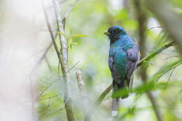 Image of Trogon rufus chrysochloros Pelzeln 1856