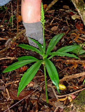 Слика од Habenaria amplifolia Cheeseman