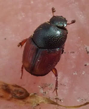 صورة Cleptocaccobius viridicollis (Fahraeus 1857)