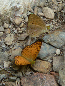 Image of Phalanta alcippe Cramer 1782