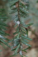 Image of Elongate hemlock scale