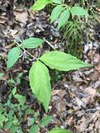 Image of scentless mock orange