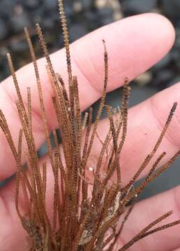 Image of antenna hydroid