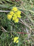 Image of common lomatium