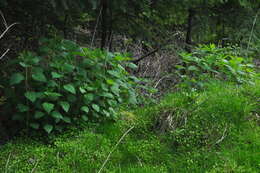 Image of California nettle