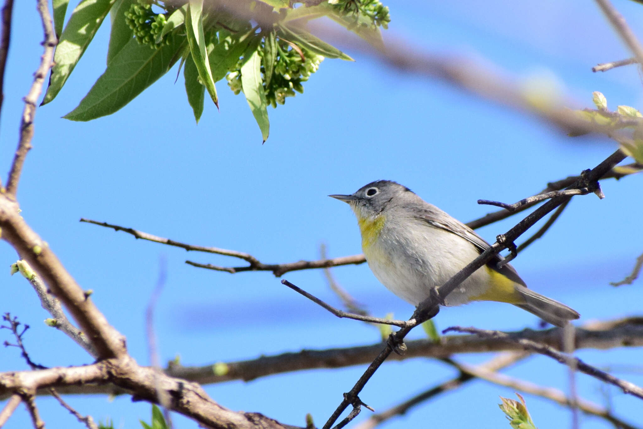 Image of Virginia's Warbler