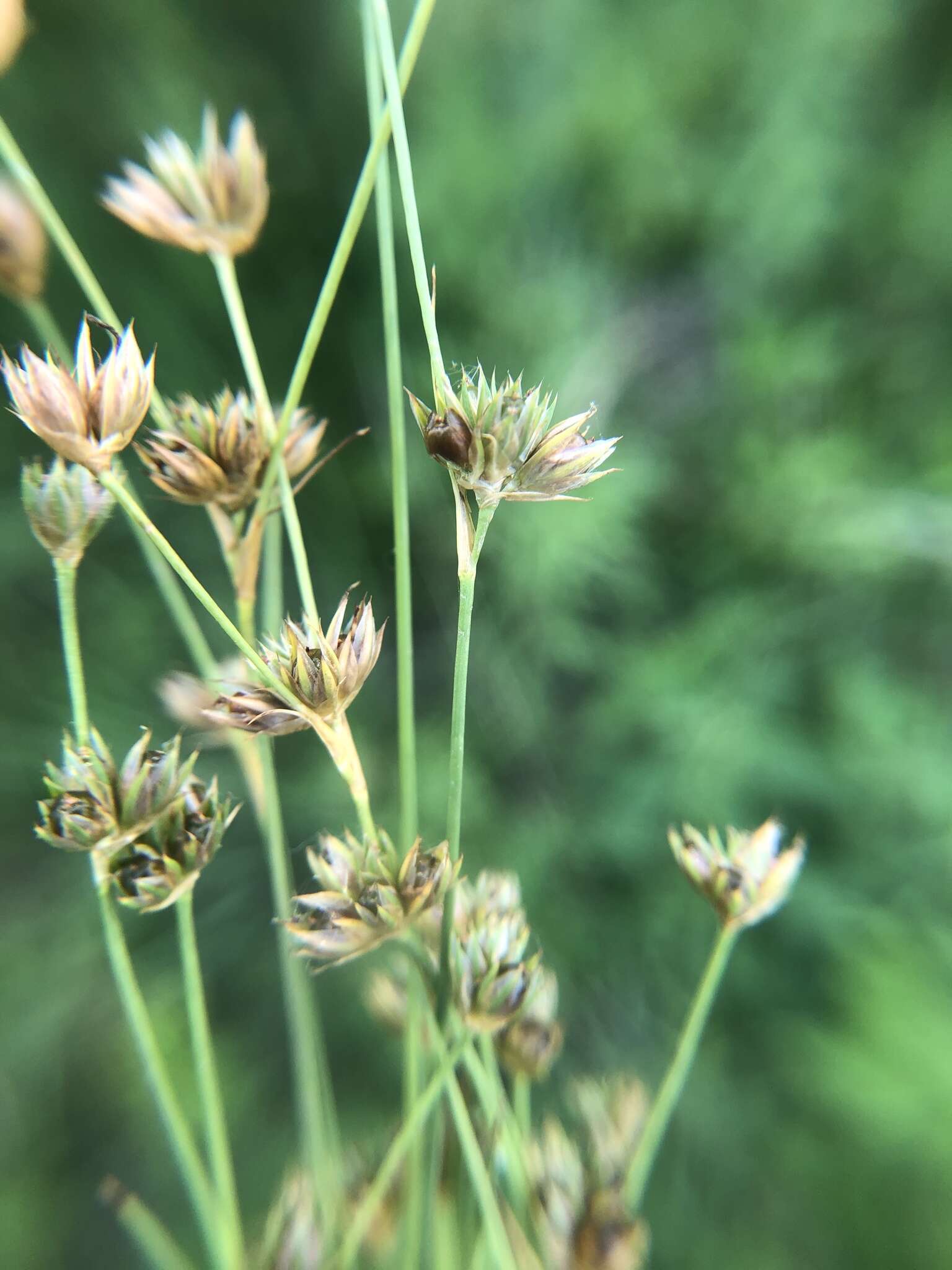 Image of Ring-Seed Rush