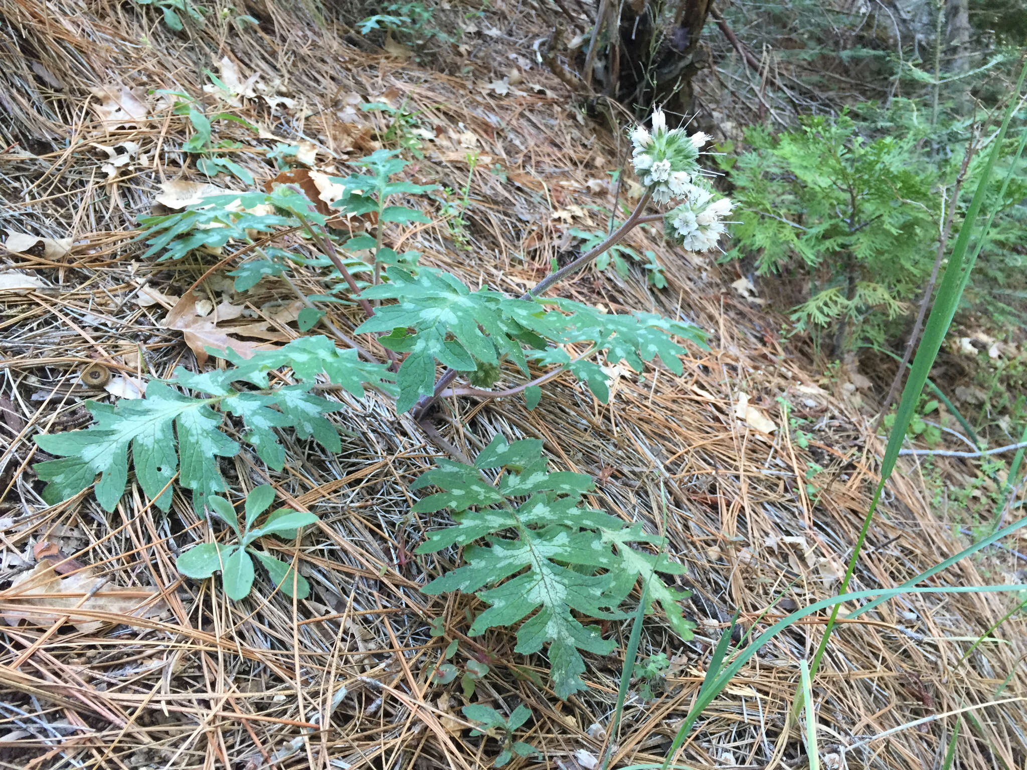 Imagem de Hydrophyllum occidentale (S. Wats.) A. Gray