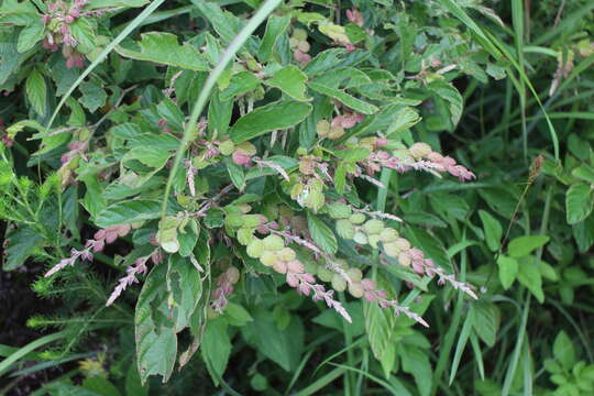 Image of Phyllodium pulchellum (L.) Desv.