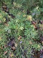 Image of Ligularia japonica (Thunb.) Less.