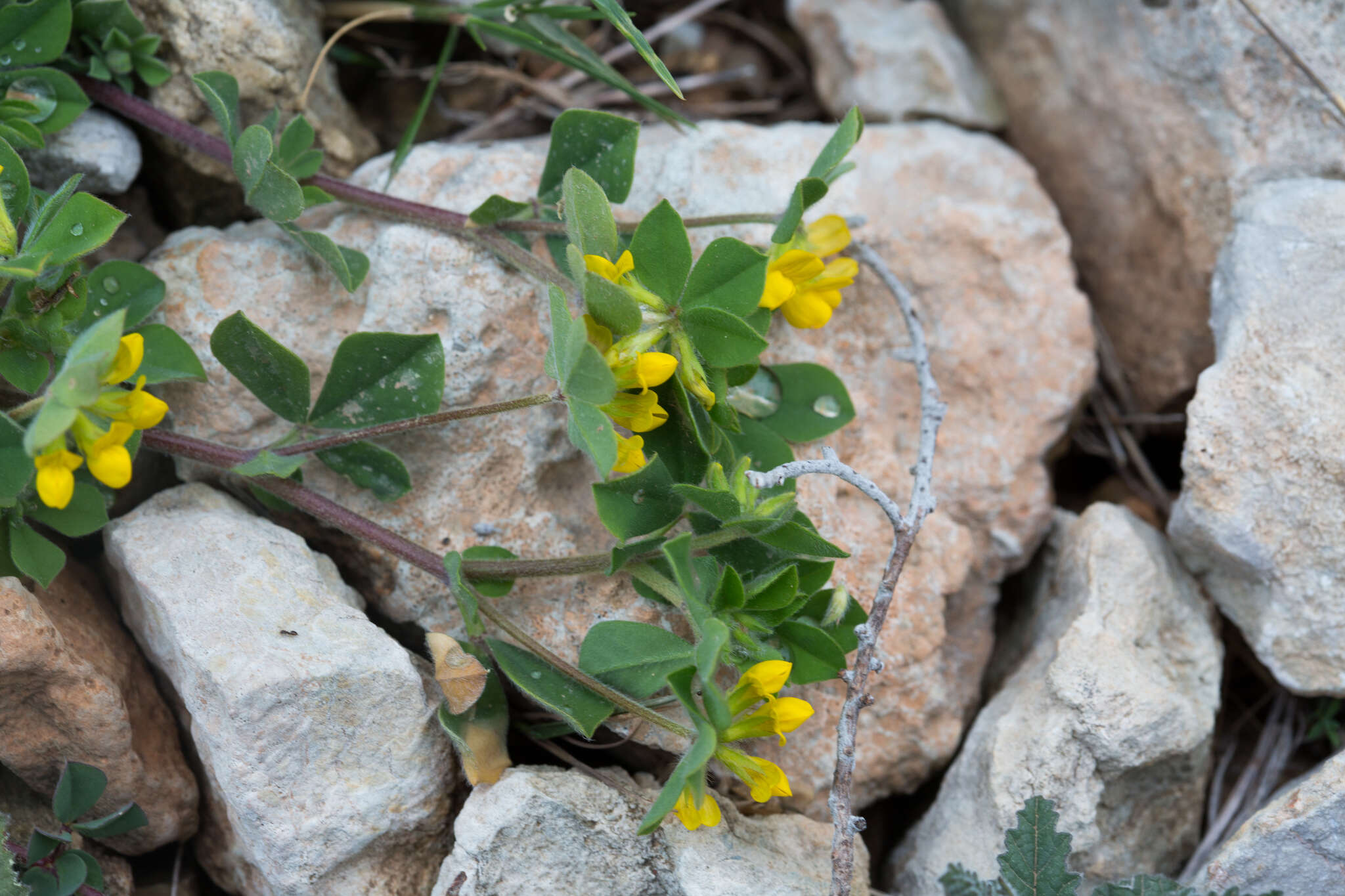 Слика од Lotus ornithopodioides L.