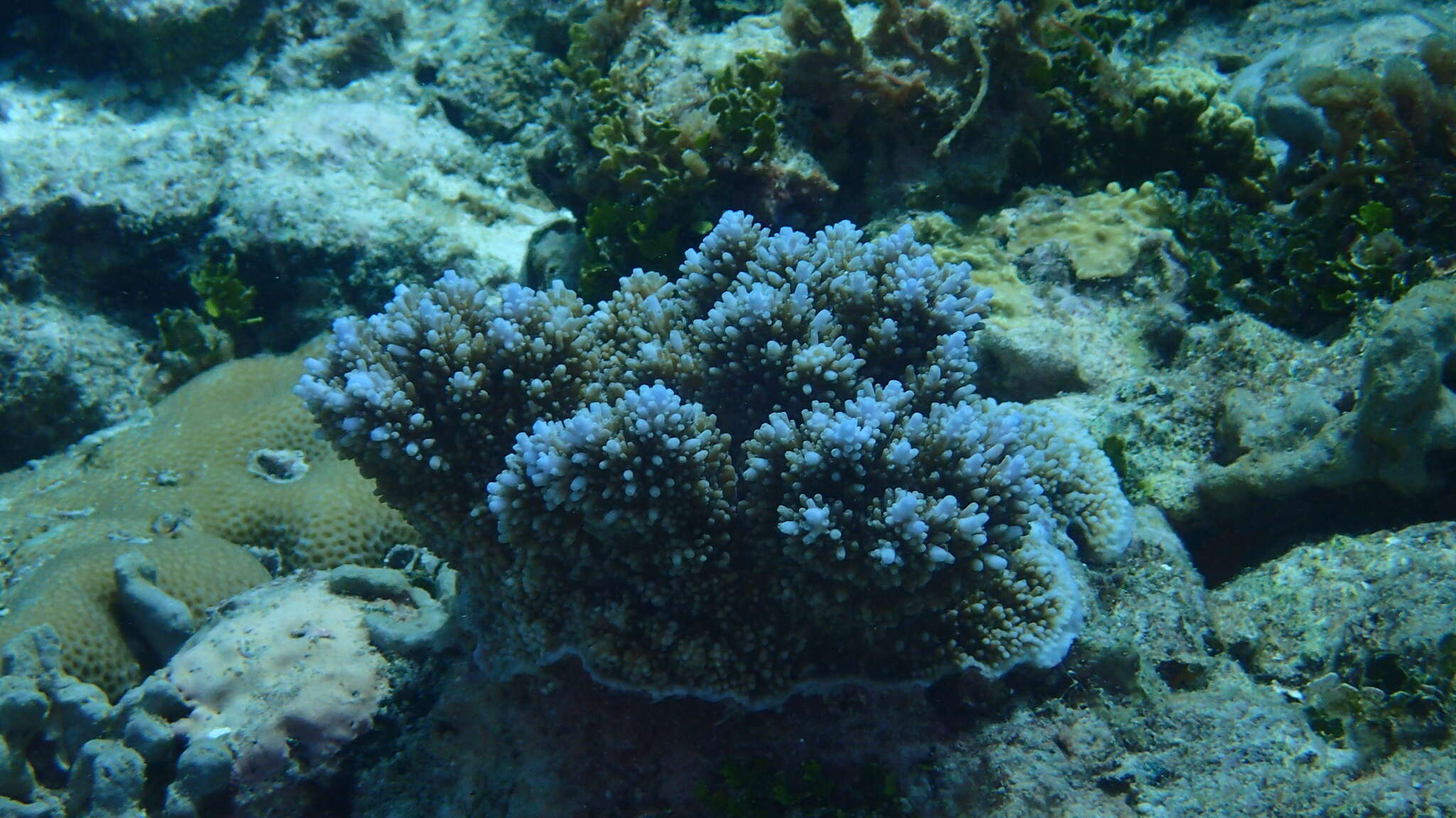 Image of Acropora abrotanoides (Lamarck 1816)