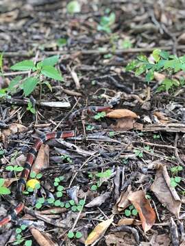 Image of Black-banded Coral Snake