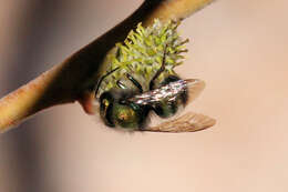 صورة Osmia ribifloris Cockerell 1900