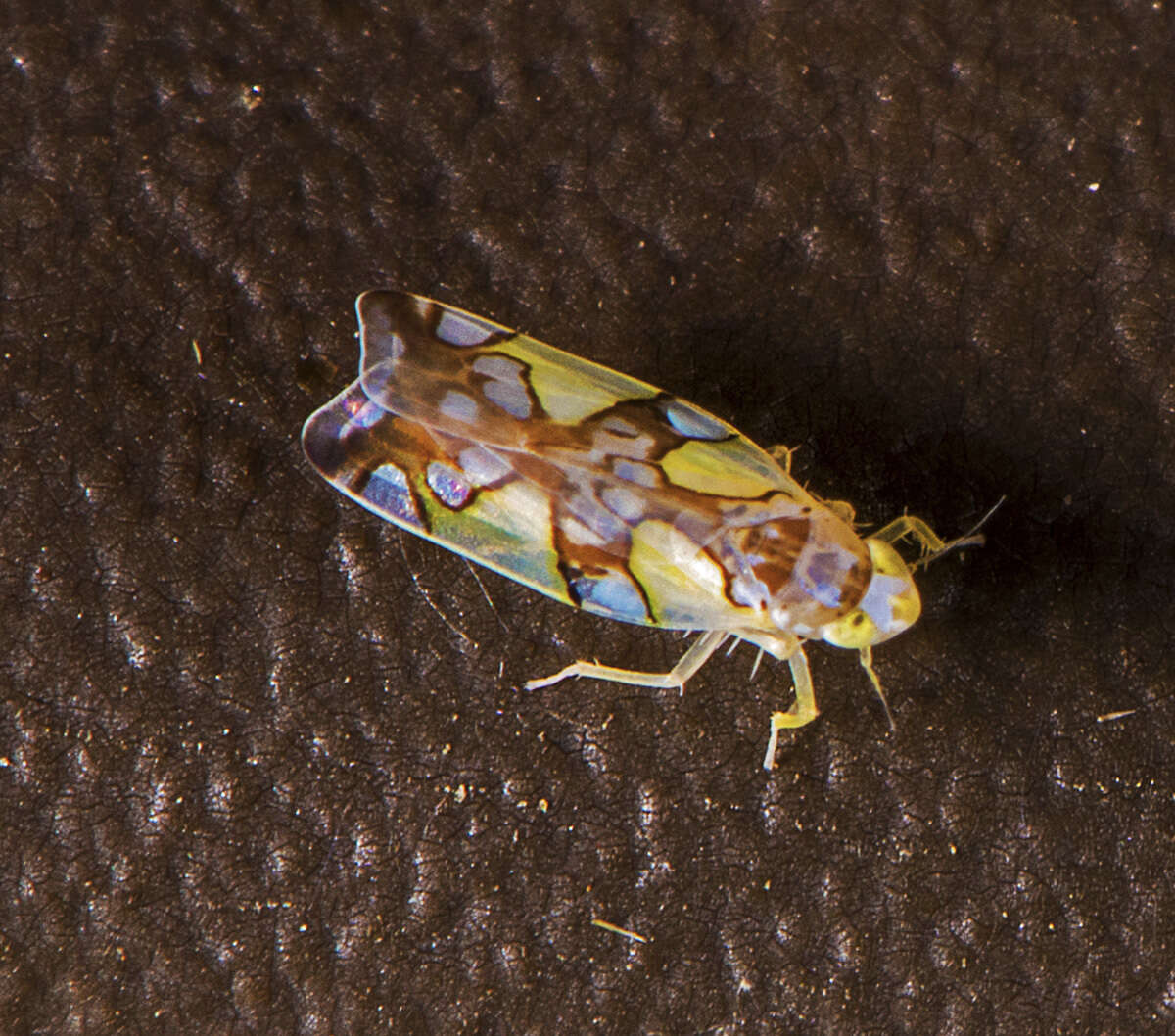 Image of Protalebrella conica (Ruppel & De Long 1953)