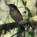 Image of Black-headed Shrike-Babbler