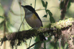 Image of Black-headed Shrike-Babbler