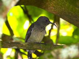 Image of Seychelles Sunbird