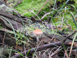 Image of Gymnopilus allantopus (Berk.) Pegler 1965