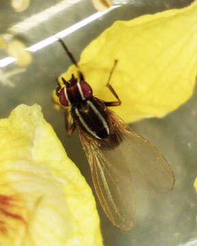 Image of Poecilohetaerus aquilus Schneider 1991