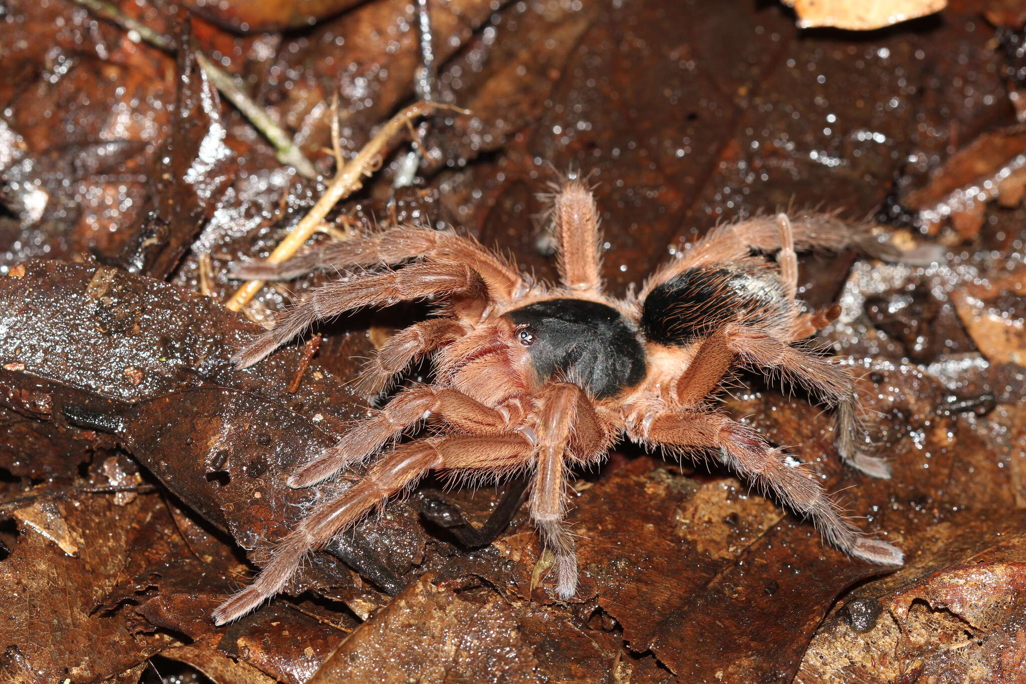 Image of Neostenotarsus guianensis (Caporiacco 1954)