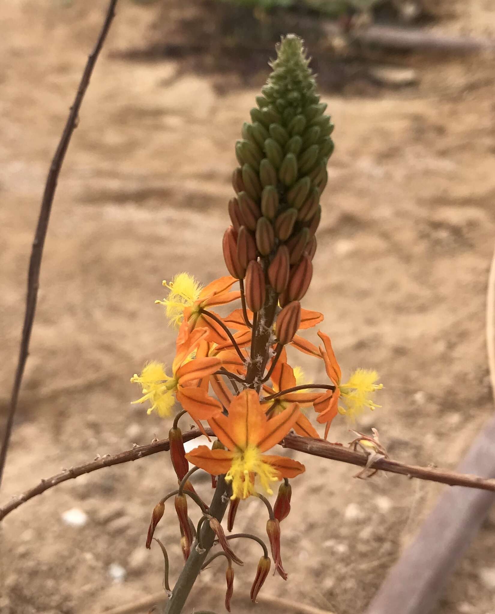 Image of yellow asphodel